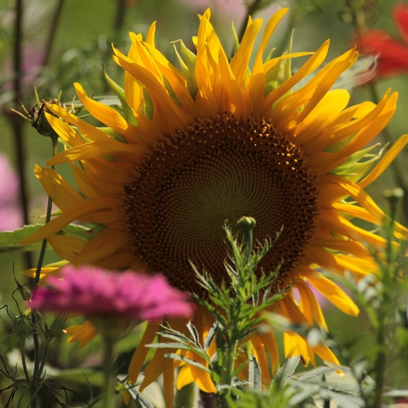 Wildlife Photography - Picture 3 of 4